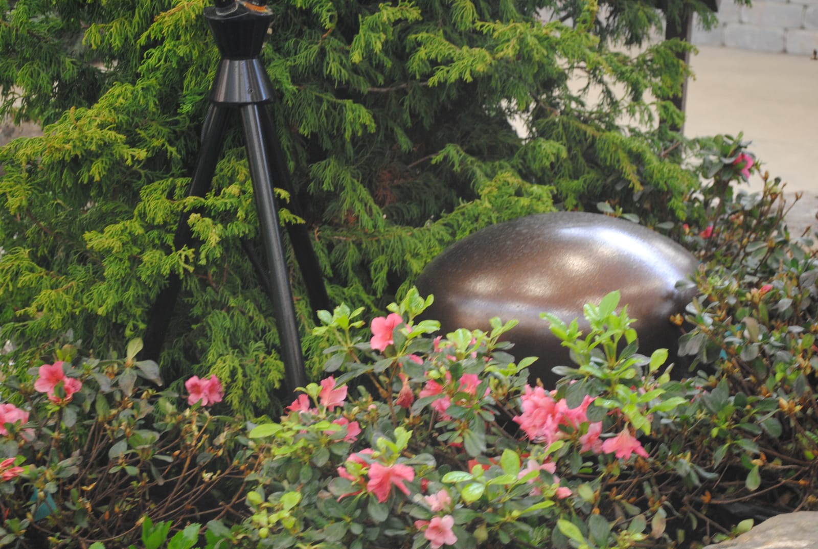 Bronze rock-style landscape speaker beside a black landscape up-light fixture in azalea bed