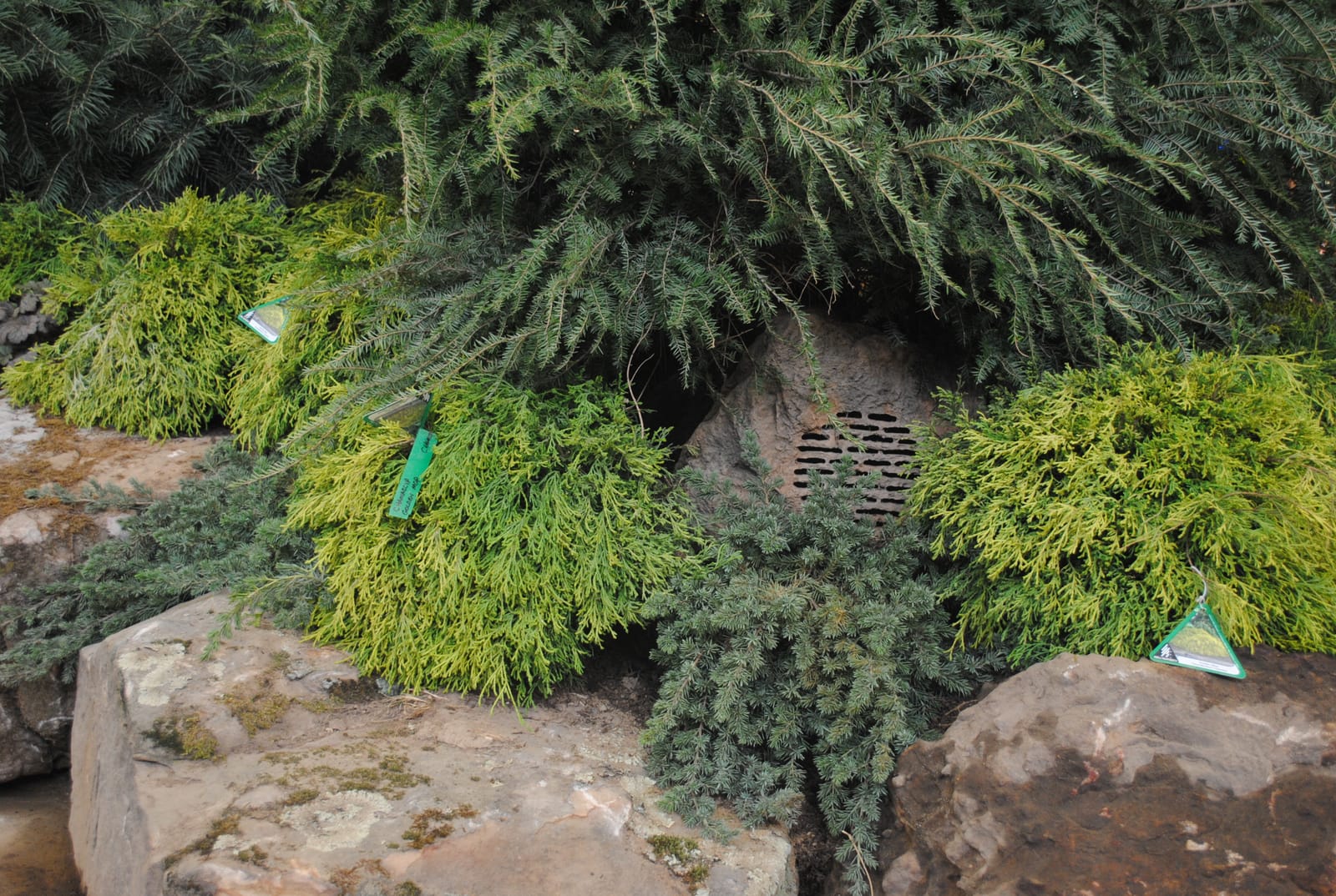 Two landscape speakers concealed in dense evergreen plantings, virtually invisible from the patio