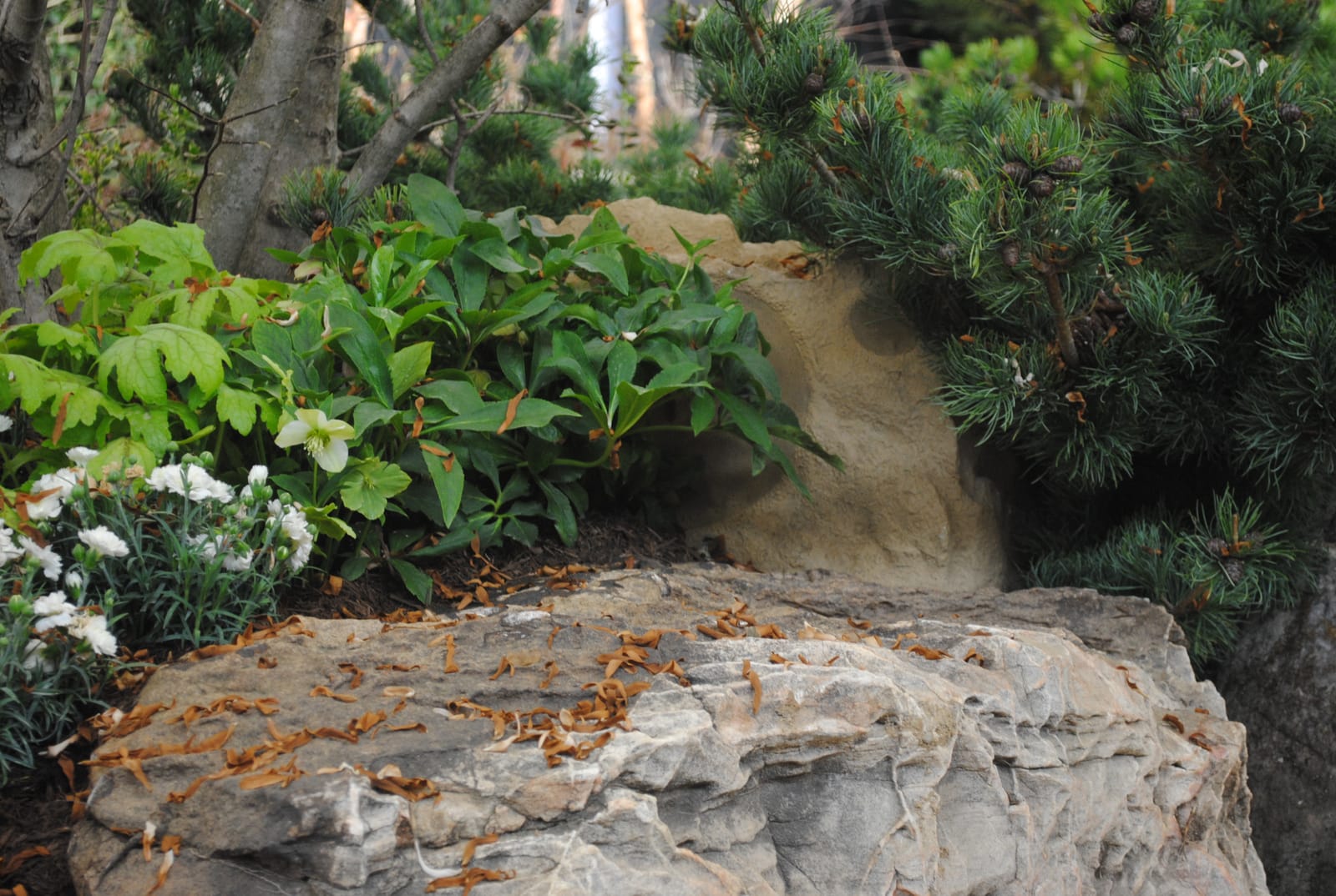 Rock-textured landscape speaker tucked under a dwarf pine in a residential garden
